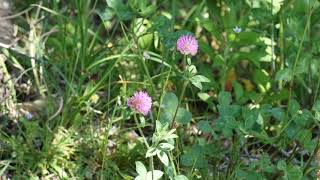 0219#道端の草花#ムラサキツメクサ[紫詰草]#長池公園#Roadside flowers#Red clover＃Nagaike Park#20200517