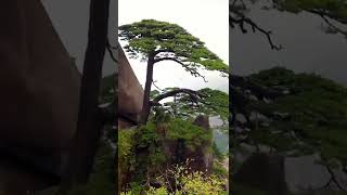 The pine tree growing between the rocks#nature #pinetree #china