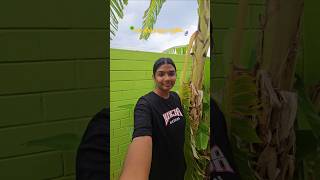 Garden tour🌿 #GardenShorts #GardeningShorts #PlantShorts #HomeGardenShorts #malaichaaral  #diml