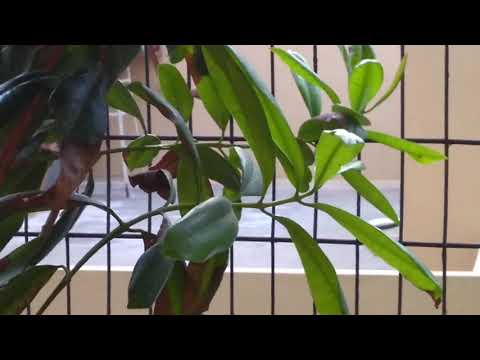 All spice plant benefits