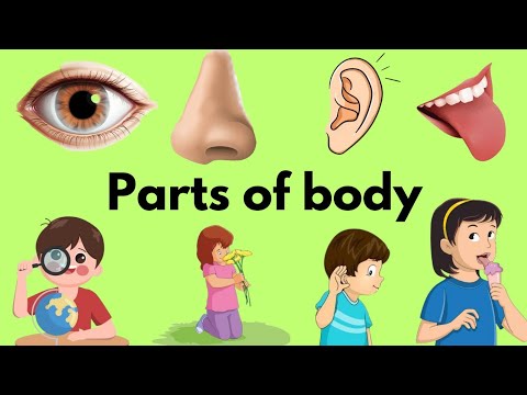 Human body parts with functions| Body parts|Essential body parts