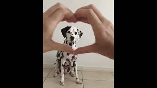 Cute Dog Beautiful Videos||dog videos #shorts #dogshorts #dogvideos #dogvines