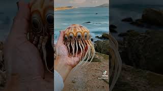 I found this on the beach #nameit #beach #ai #AIExpert #viral #trending