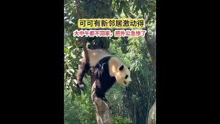 7.14可可终于盼来了新邻居，激动的大中午不回家，可把外公急惨了#大熊猫渝可  #大熊猫 #重庆动物园