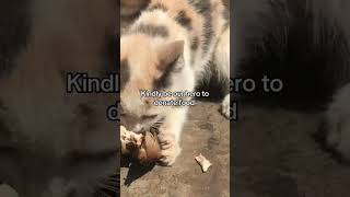 #hellodearcatlovers#pleasehelpthiscutucat#pleasedonate #paymentlink #paymentlink