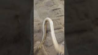 #snake #murliwala #murliwalehauslakingcobra #nature #trendingshorts