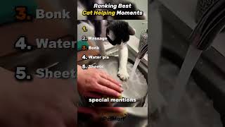 Top 5 Cats🐱 #cats #cat #funnyanimals #animals #funnypets #catcore #catsofinstagram #fyp #pets #cute