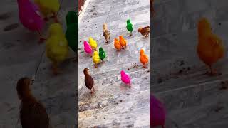 Million Colors Cute Tweeties 🥹💕 Colored Hen Babies #shorts #viralvideo #chicks
