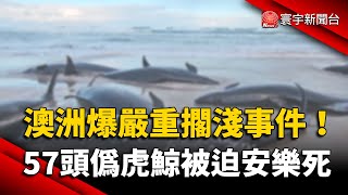 57頭偽虎鯨擱淺北澳沙灘 救援受阻.被迫安樂死｜#寰宇新聞 @globalnewstw