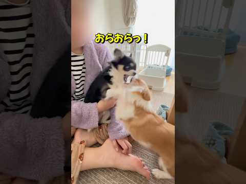 兄弟ゲンカのキレまくりチワワ #chihuahua #dog #puppy