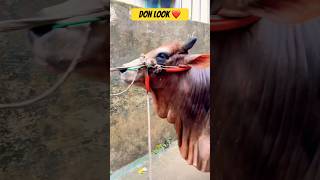 Don look ❤️ | Miss you | #aayaan #shortsfeed #cow #goru #bull #qurbani #gorurhaat #don #qurbani2025