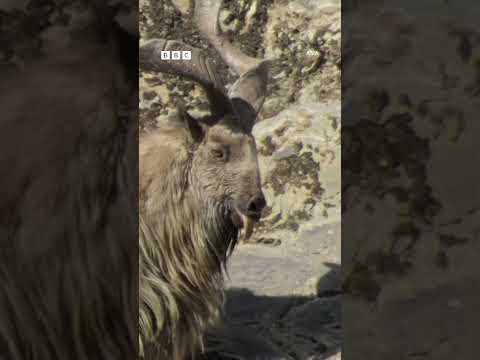 Mountain goats with interesting flirting methods