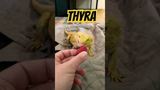 Thyra je fakt mazel💛 #shorts #short #animals #lizard #agama #feeding #krmeni #pets #cute #pet #feed