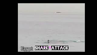 Egypt shark attack full video