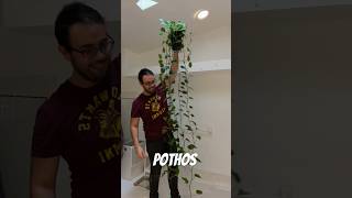Evita regar en exceso para evitar hojas amarillas en tus POTHOS #plantas #pothos