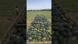 #watermelons #fruit #watermelon #exportgoods #export #video #farming #exportproducts #watermelonjuic