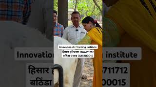 #ai #innovation #artificialinsemination #cow #aiprocess #dairyfarm