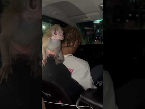 Monkey in a Uber 🚕 #monkey #cute #baby #ape #wild #nature