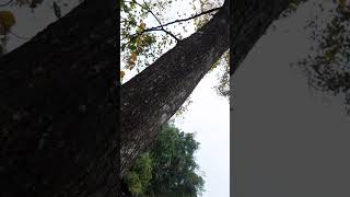 Nature Walk with my DJI OSMO POCKET 3 #bestcamera #djiosmopocket3 #naturewalk #shorts #singapore