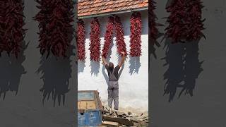 Red pepper harvest in Serbia