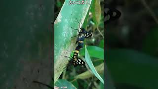 カノコガ！、【ある風景】 #そこにある自然 #ダボさんtv #昆虫 #未来遺産 #自然 #insects #蛾#カノコガ#交尾