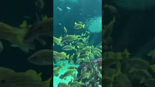👆🏻#Nakakarelax 👆🏻 #Nemo#isda#fishtank#aquarium#魚#水族館#鱼#水族馆#ikan#akuarium #fish#물고기#iwak#cá #ปลา