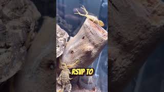 Meet the Arizona Bark Scorpion: Nature's Painful Marvel!