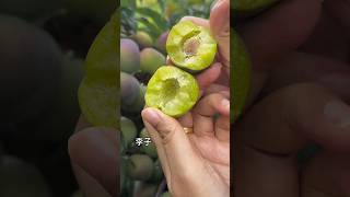HappyVillageSpringPloughingSeason#LoquatsareRipe #Loquat #gelbl#vlogvideo #Rp81