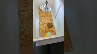 What Are These Brooders Lacking? #brooder