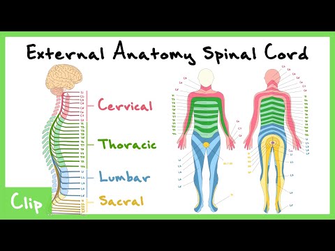External Anatomy Of The Spinal Cord Explained (Spinal Nerves & Dermatomes) | Clip