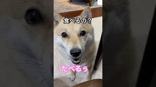 え、喋った‼️『たべるぅ』と喋る犬🐶　#犬　#かわいい犬 #しゃべる犬 #犬のいる暮らし #北海道犬