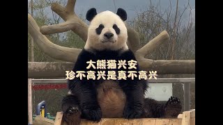 大熊猫珍不高兴是真不高兴，小时候是个倒霉熊，长大后成了搞笑熊#panda