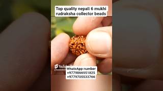 super quality nepali 6 mukhi rudraksha collector beads #youtubeshorts #shorts #rudraksha