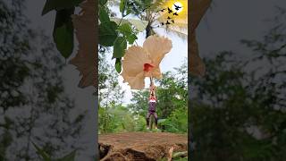 Creative videography 🌺🌺🌺#photography #trending #viralshort #viraltips #viralvideo#shorts#viralreels