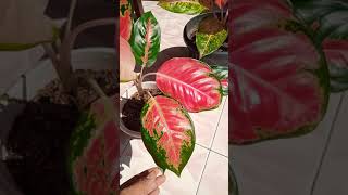 Proses Penjemuran Aglonema#Short