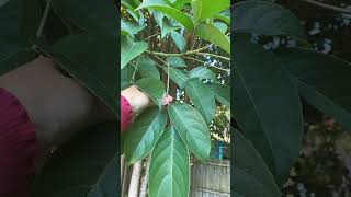🌹⁴☆•³⁰ Bishop Wood, 🐯 Tiger Tree (Bischofia javanica) in Amla Family (Phyllanthaceae)