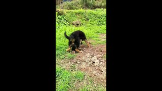 从小就很自由自在的#農村生活#德牧#狗狗