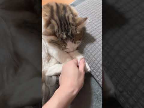 【起きない猫】Part2全然起きない🐈爆睡してますね🐈(sleeping cat)#cat #猫のいる暮らし #猫 #猫のいる生活 #ねこ #ねこのいる生活 #catlover #ねこ