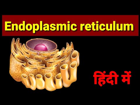 Cell organelles  : Endoplasmic reticulum, structure and function in hindi .