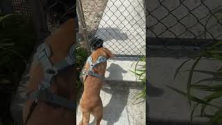 How happy I am to meet new friends #puppy #friends #labpuppy #labrador #shorts #viralvideo #fyp