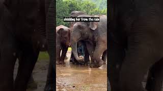 She’s One of the Herd: The Elephant Who Loves a Human