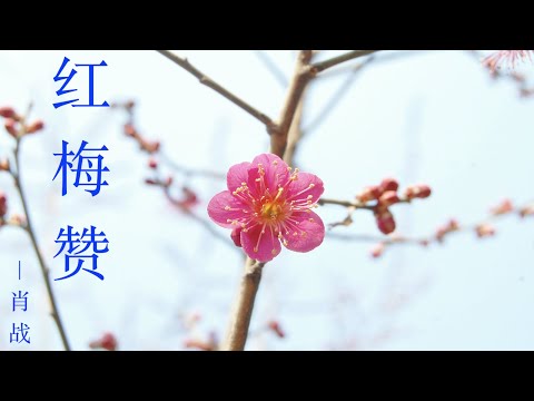 肖战 -  红梅赞