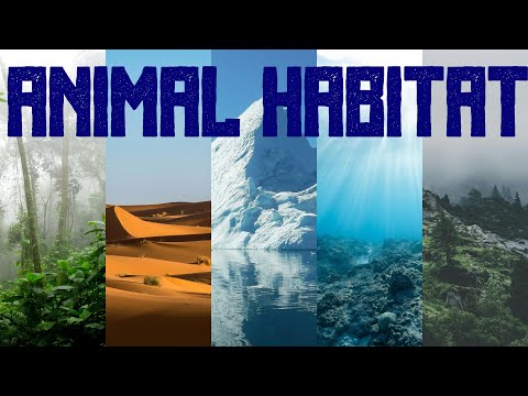 Animal Habitats for Kids | Where Animals Live and Thrive | Educational Wildlife Video