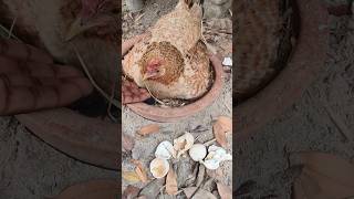 Watch This Egg HATCH in Seconds! 🐣🔥 #shorts