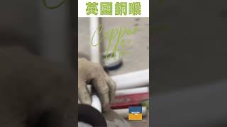 【水電唔會外判？ l全屋裝修 l 一手包辦 l 瞬間看地盤】😊