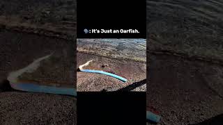 The oarfish is a rare and mysterious deep-sea fish #oarfish doomsdayfish #doomsday #fishes #sea