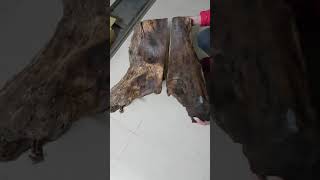 台灣復興鄉 肖楠雷擊木