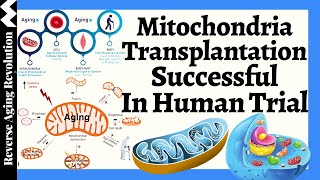Mitochondrial Transplantation Successful in Harvard Medical School Human Trial, What's the Next Step