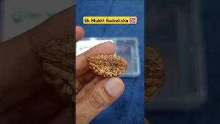 Ek Mukhi Rudraksha 🕉️ #rudraksha #rudraksh #1mukhi #poojavidhi #rudrakshapower #rudrakshabenefits
