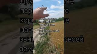 пшеница по черному пару, сорт гром элита #пшеница #зерно #сельскоехозяйство #фермер #трактор #зерно